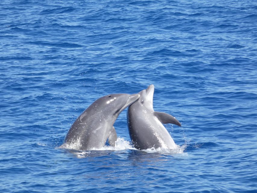 Los Cristianos Respectful No-Chase Whale and Dolphin Safari - Comfort, crowds, and seasickness