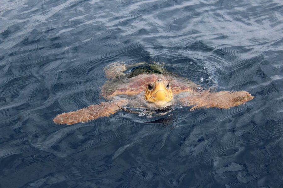 Los Cristianos Respectful No-Chase Whale and Dolphin Safari - Is $29 good value?