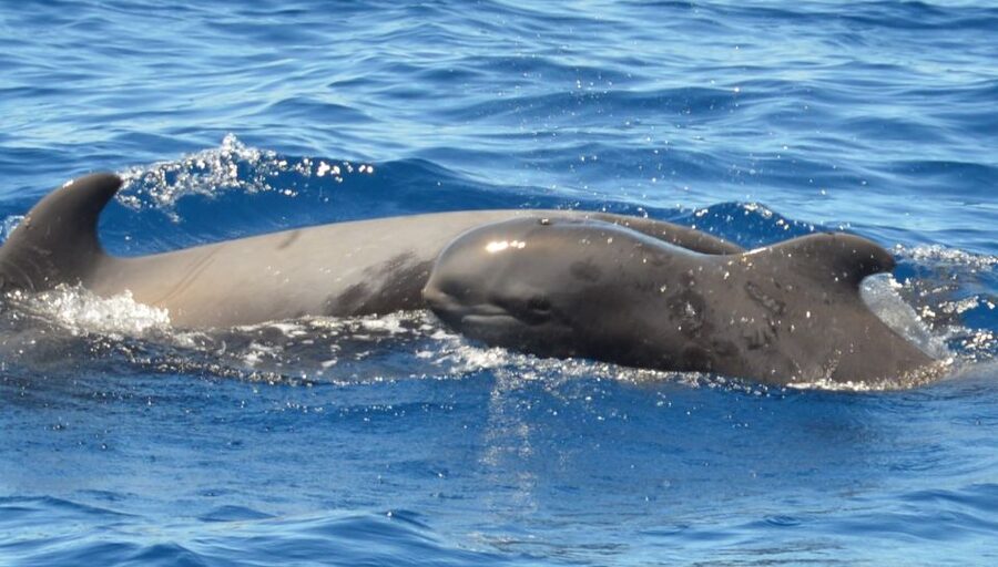 Los Cristianos Respectful No-Chase Whale and Dolphin Safari - Who should book this cruise?