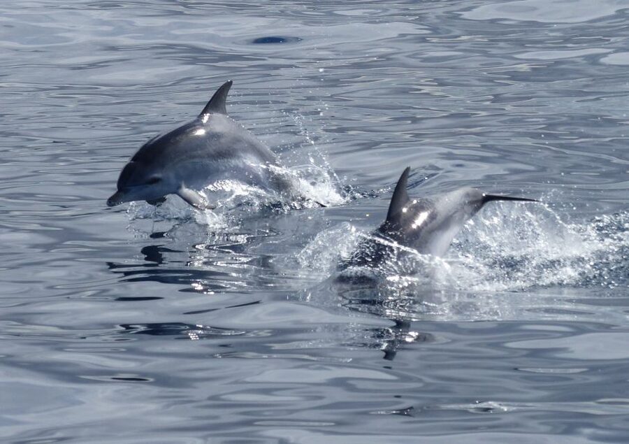 Los Cristianos Respectful No-Chase Whale and Dolphin Safari - Why the no-chase policy matters