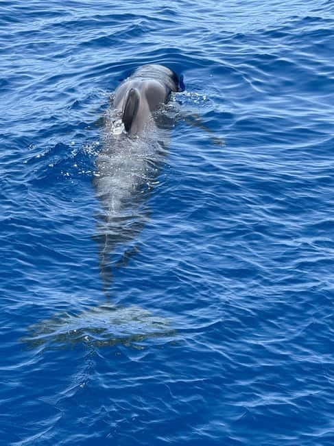 Los Cristianos: Viking Cruise Whales & Dolphins Watching - Searching for pilot whales and dolphins