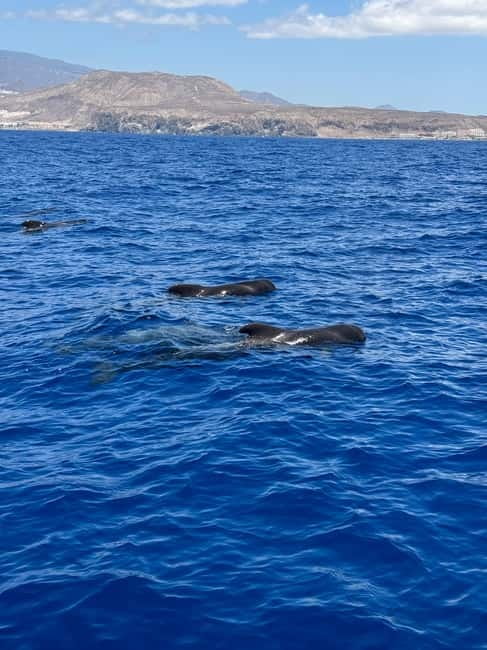 Los Cristianos: Viking Cruise Whales & Dolphins Watching - Food, drinks, and onboard costs