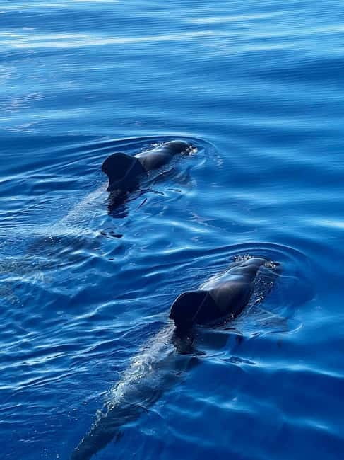 Los Cristianos: Viking Cruise Whales & Dolphins Watching - Who will enjoy this cruise most?