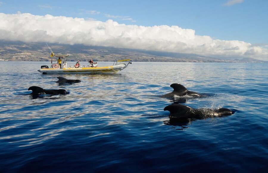 Los Gigantes: Dolphin and Whale Watching Cruise by Speedboat - Key points before you book