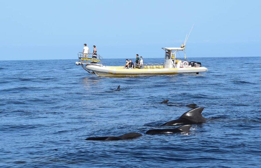 Los Gigantes: Dolphin and Whale Watching Cruise by Speedboat - Setting out from Los Gigantes port