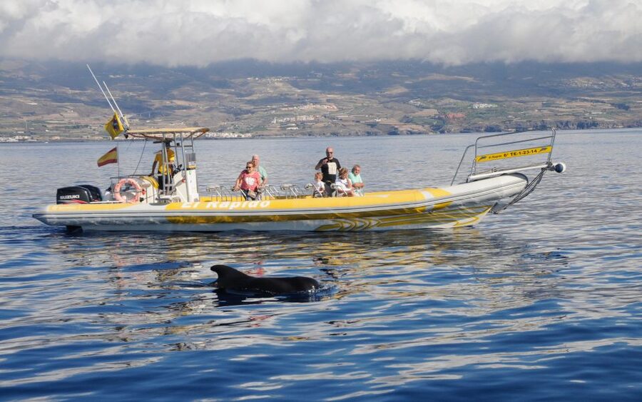 Los Gigantes: Dolphin and Whale Watching Cruise by Speedboat - What the two-hour timing really means
