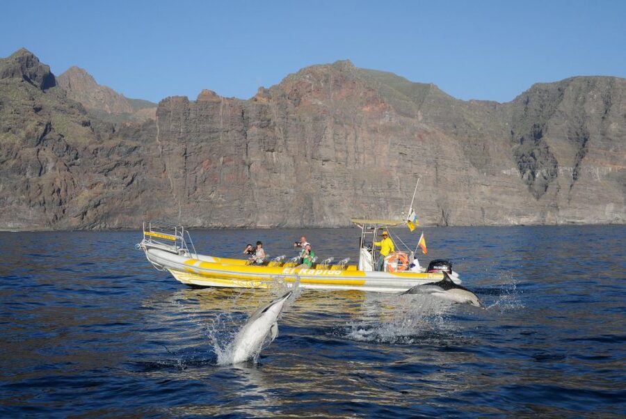 Los Gigantes: Dolphin and Whale Watching Cruise by Speedboat - Riding beneath the Los Gigantes cliffs