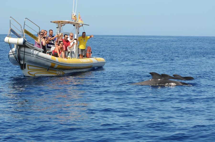 Los Gigantes: Dolphin and Whale Watching Cruise by Speedboat - Guides, group size, and the feel on board