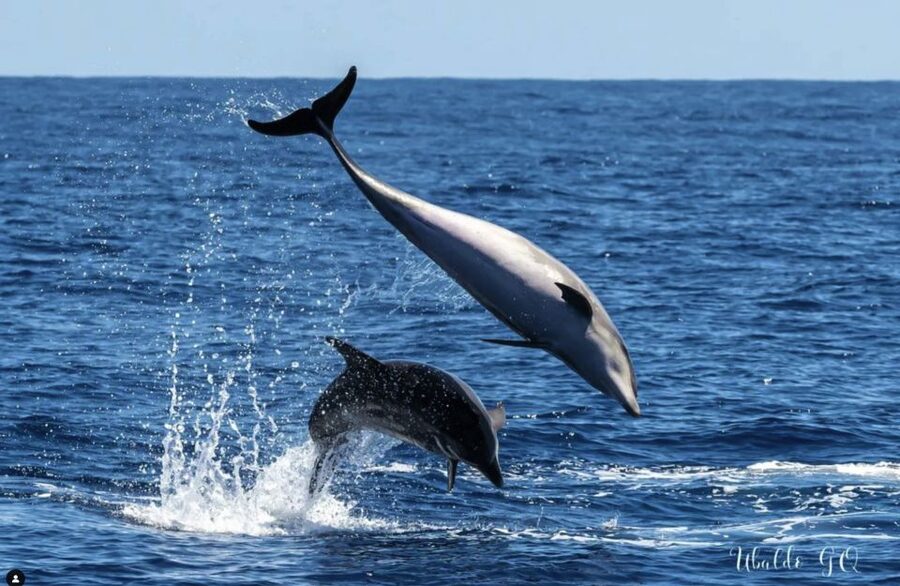 Los Gigantes: Dolphin and Whale Watching Cruise by Speedboat - Who should book this Los Gigantes cruise?