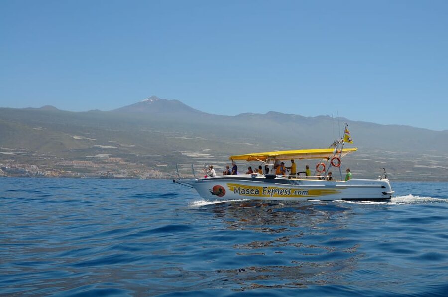 Los Gigantes: Dolphin & Whale Watching Cruise with Swim Stop - Key points before you book