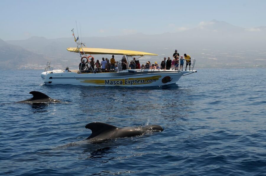 Los Gigantes: Dolphin & Whale Watching Cruise with Swim Stop - Cruising beneath the cliffs of Los Gigantes
