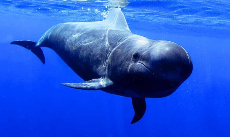Los Gigantes: Dolphin & Whale Watching Tour on a Pirate Boat - Key things to know before boarding
