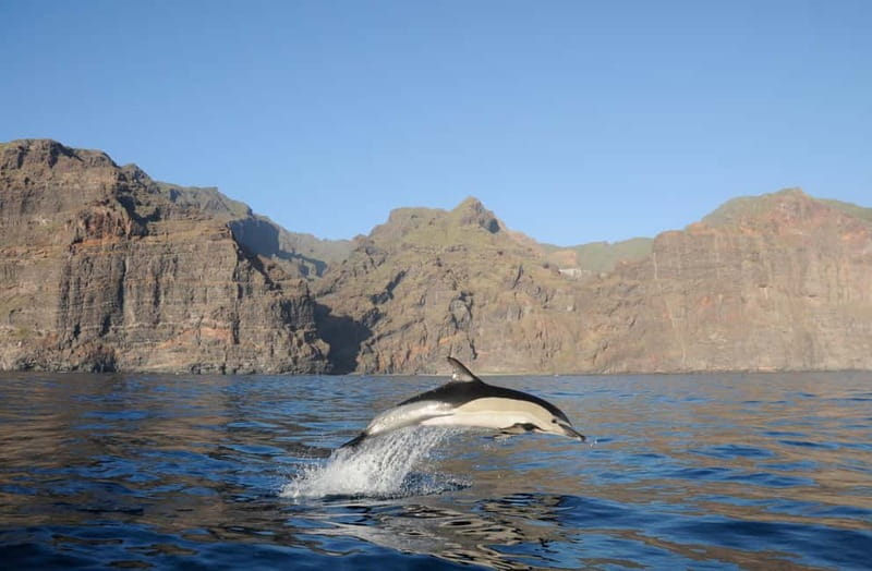 Los Gigantes: Dolphin & Whale Watching Tour on a Pirate Boat - Starting at Los Gigantes Harbor