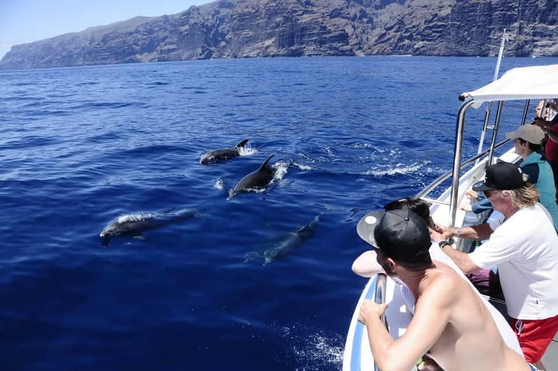 Los Gigantes: Whale or Dolphin Watching Tour and Swim in Masca - Key points at a glance
