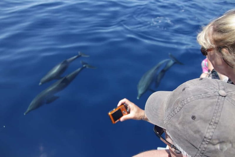 Los Gigantes: Whale or Dolphin Watching Tour and Swim in Masca - Leaving Los Gigantes on a compact speedboat