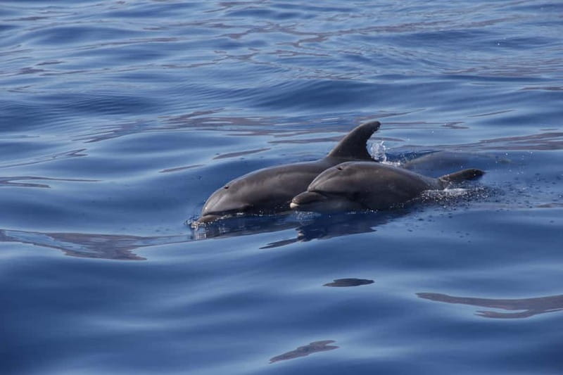 Los Gigantes: Whale or Dolphin Watching Tour and Swim in Masca - A quick swim in Masca Bay