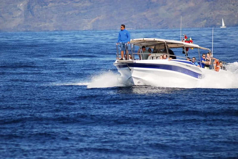 Los Gigantes: Whale or Dolphin Watching Tour and Swim in Masca - Watching pilot whales and dolphins in open water