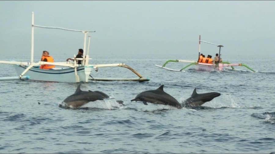 lovina bali: Dolphin watching, waterfall and local lunch - Key points to know before booking