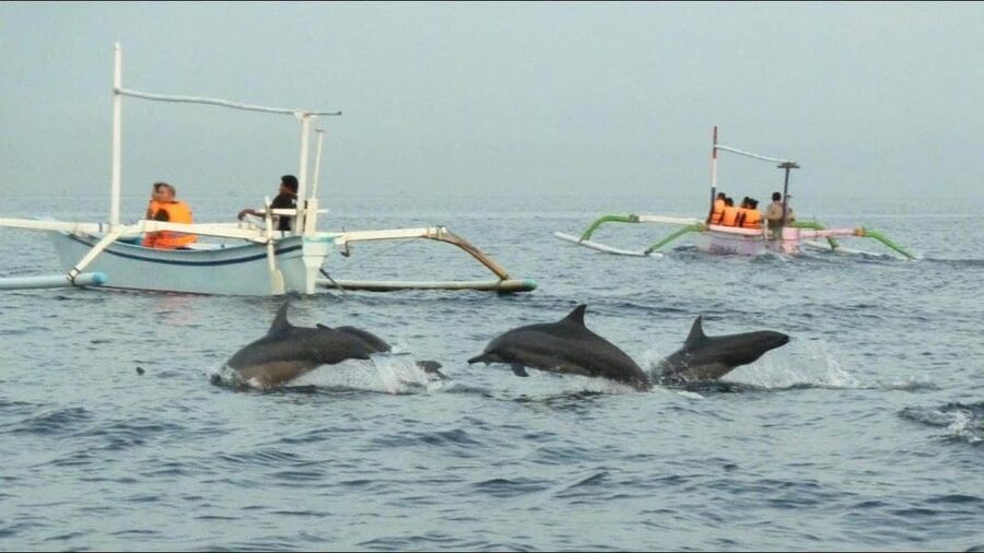 lovina bali: Dolphin watching, waterfall and local lunch - Should you book this Lovina day trip?