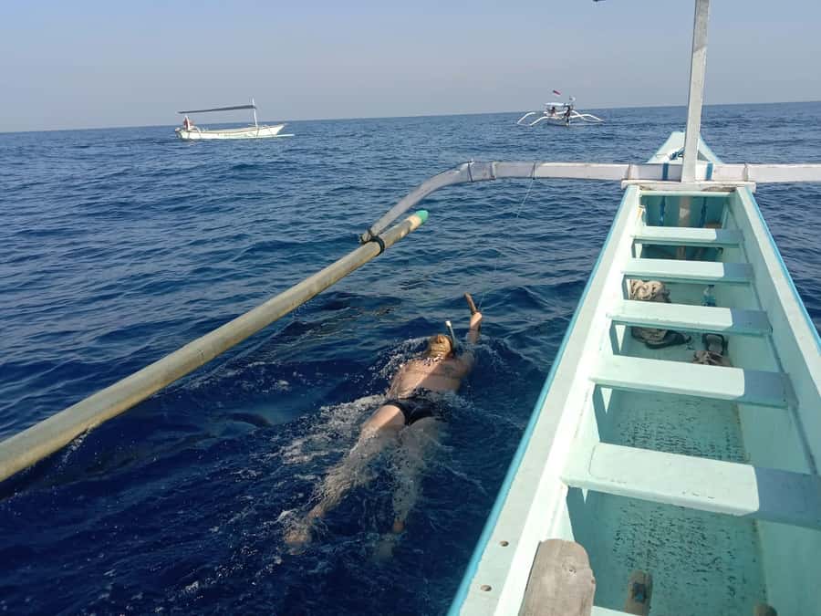 Lovina/BALI : SPECIAL Dolphin Watching,Swimming,Snorkeling - Key points before you book