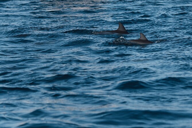 Lovina Dolphin Watching, Snorkeling and Waterfall Tour in Bali - Why Lovina makes a different Bali day trip