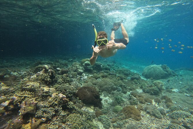 Lovina Dolphin Watching, Swimming, and Snorkeling Experience - Watching dolphins at sunrise