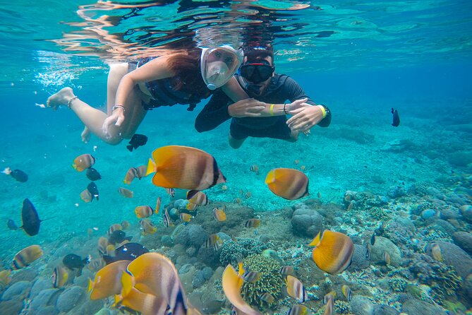 Lovina Dolphin Watching, Swimming, and Snorkeling Experience - Lake Beratan or lunch on the return