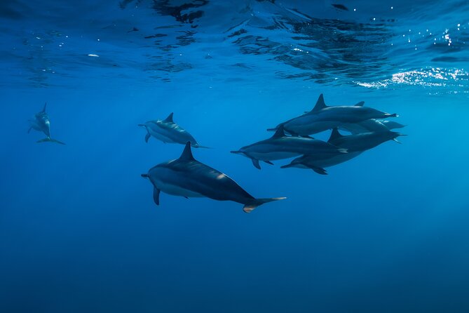Lovina Dolphin Watching, Swimming, and Snorkeling Experience - Reaching Lovina Beach before the sun is high