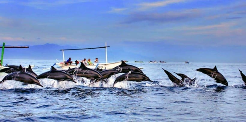 Lovina: Watching Dolphin, Swimming Dolphin Bali Tour - Lovina Beach and the two-hour sea outing