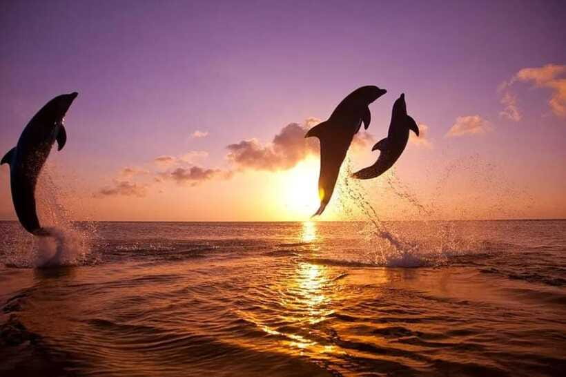 Lovina: Watching Dolphin, Swimming Dolphin Bali Tour - How the $17 price compares with the experience