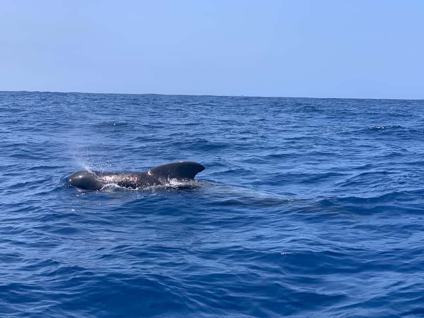 Luxury EcoMarine Safari – Whale & Dolphin Watching Adventure - What makes this Tenerife safari special