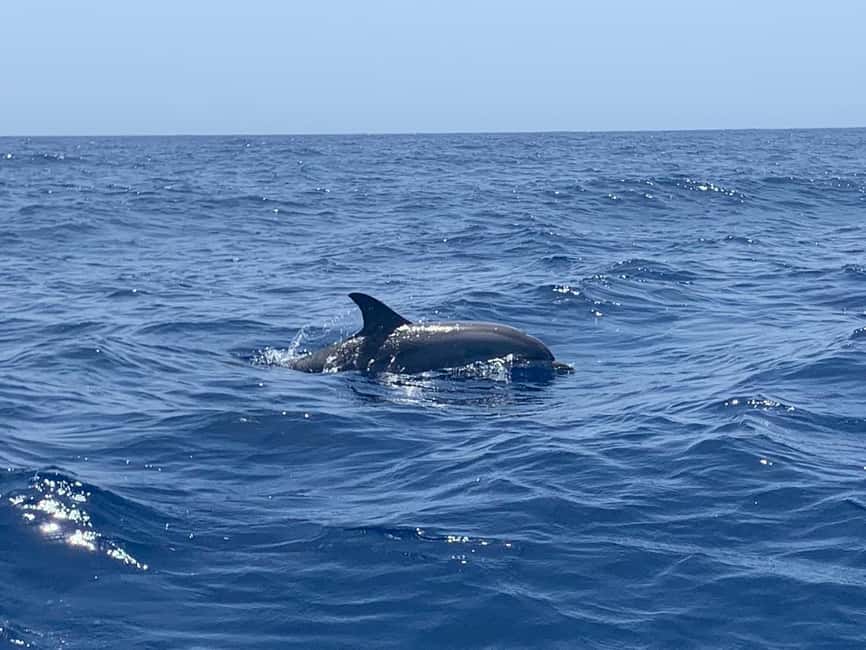 Luxury EcoMarine Safari – Whale & Dolphin Watching Adventure - Coastal views and the final 20 minutes