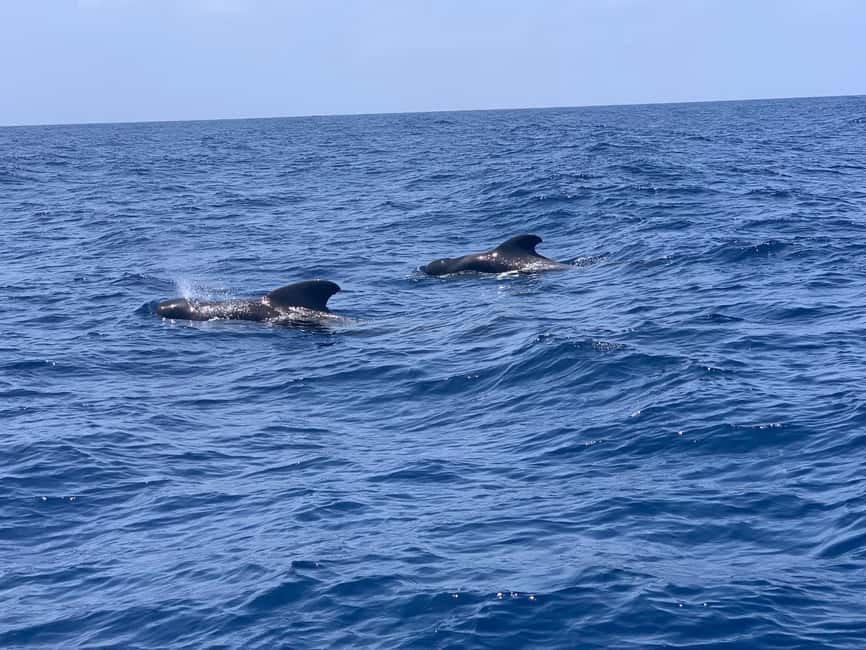 Luxury EcoMarine Safari – Whale & Dolphin Watching Adventure - Booking details worth knowing