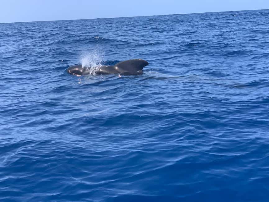 Luxury EcoMarine Safari – Whale & Dolphin Watching Adventure - One hour searching for whales and dolphins near Arona