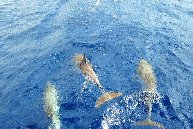 Luxury Opera 60 Whale & Dolphin Watching Experience - Lunch, snacks, and drinks on board