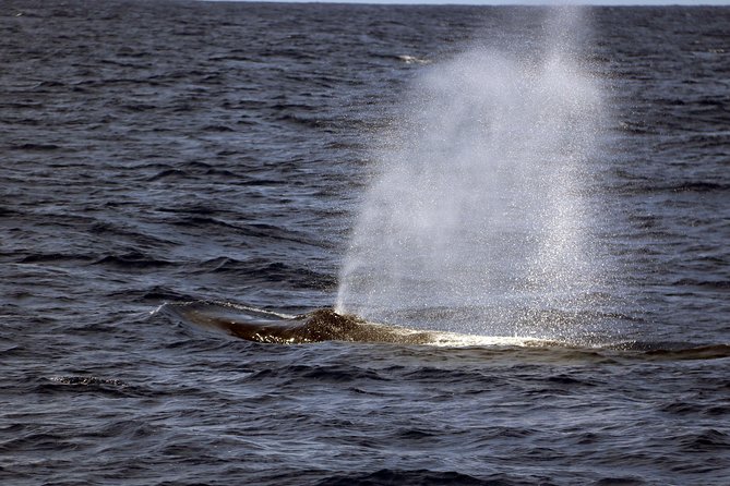 Luxury Snorkel Cruise, Local Buffet with Whale & Dolphin Watch - A Hawaiian buffet with kalua pork and poi bread pudding