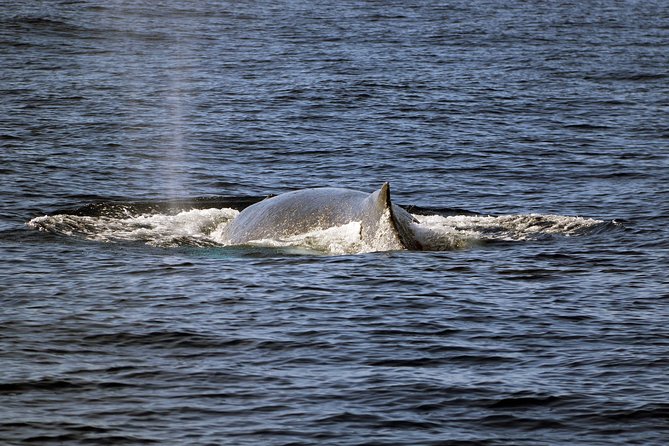 Luxury Snorkel Cruise, Local Buffet with Whale & Dolphin Watch - How the $174 price holds up