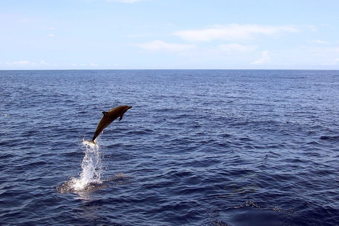 Luxury Snorkel Cruise, Local Buffet with Whale & Dolphin Watch - Warm showers, restrooms, and a useful change of pace