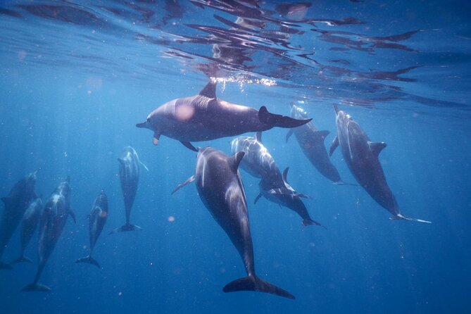 Lydia Boat Mauritius :Private boat tour:Whales&Dolphins encounter - Starting early at Le Morne beach