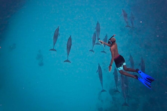 Lydia Boat Mauritius :Private boat tour:Whales&Dolphins encounter - Who will enjoy this boat tour most