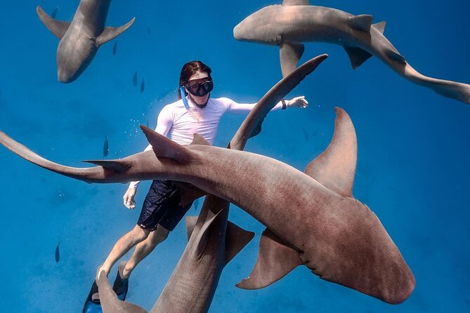 Maafushi: Ship wreck & Nurse shark snorkeling with Dolphin watching - BBQ Lunch on a Sandbank