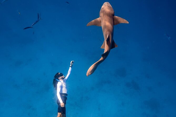 Maafushi: Ship wreck & Nurse shark snorkeling with Dolphin watching - Local Island Hopping Near Maafushi
