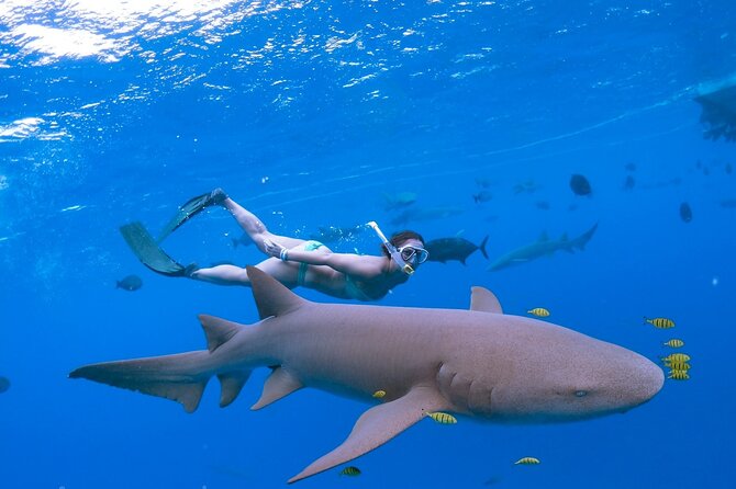Maafushi: Ship wreck & Nurse shark snorkeling with Dolphin watching - How the $100 Price Measures Up