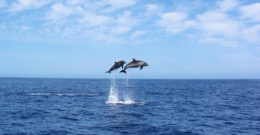 Madeira: 2.5-Hour Whale and Dolphin-Watching Cruise - Key points to know before you book