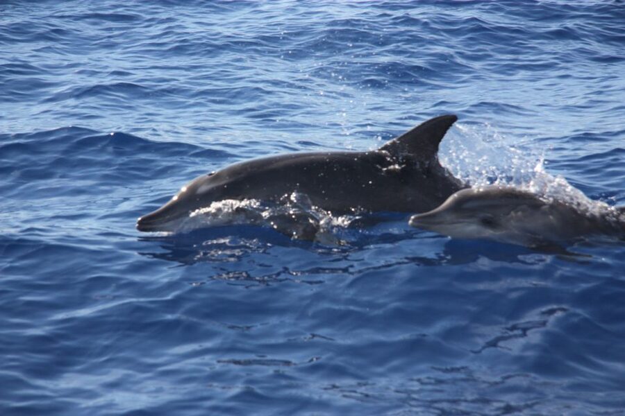 Madeira: 2.5-Hour Whale and Dolphin-Watching Cruise - Languages, flexibility, and useful packing advice