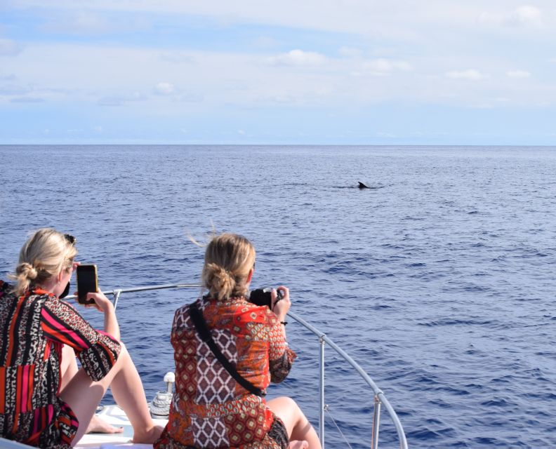 Madeira: 2.5-Hour Whale and Dolphin-Watching Cruise - Setting out from Calheta Marina