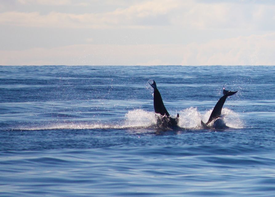 Madeira: 2.5-Hour Whale and Dolphin-Watching Cruise - How the whale and dolphin search works