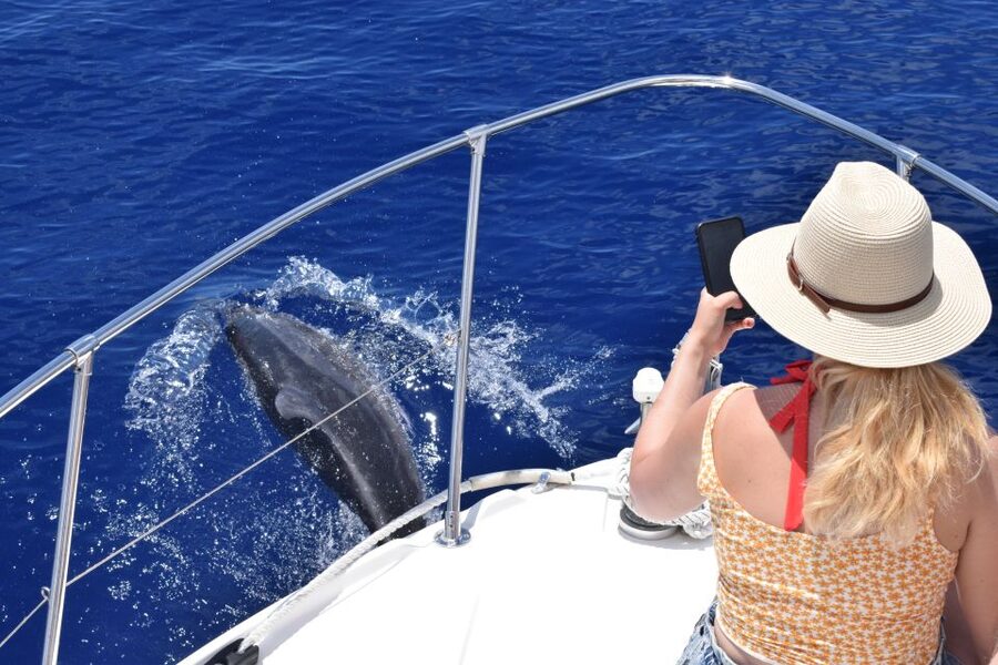 Madeira: 2.5-Hour Whale and Dolphin-Watching Cruise - Timing matters more than it first appears