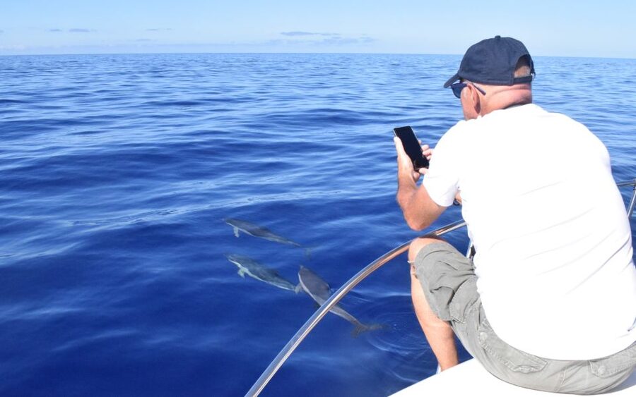 Madeira: 2.5-Hour Whale and Dolphin-Watching Cruise - Is $81 a fair price?