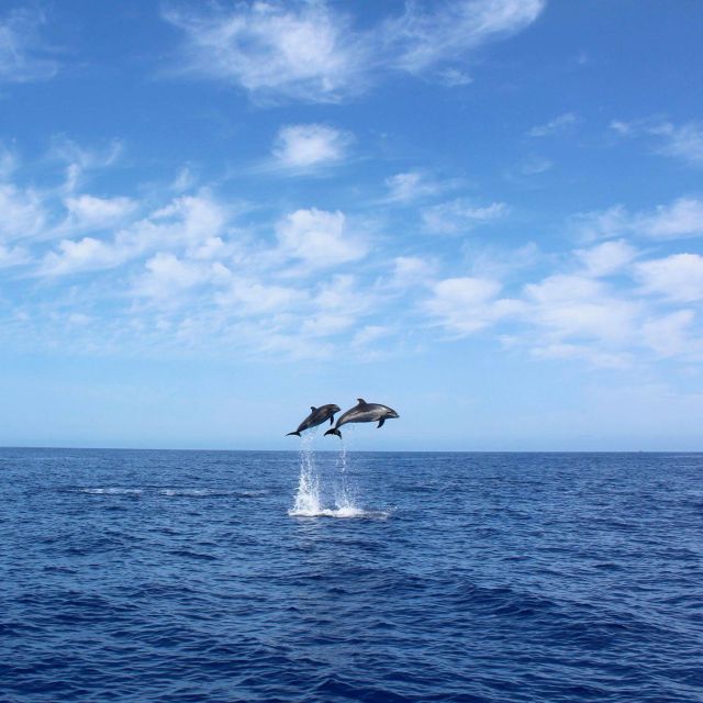 Madeira: 2.5-Hour Whale and Dolphin-Watching Cruise - A comfortable yacht for a two-and-a-half-hour ride